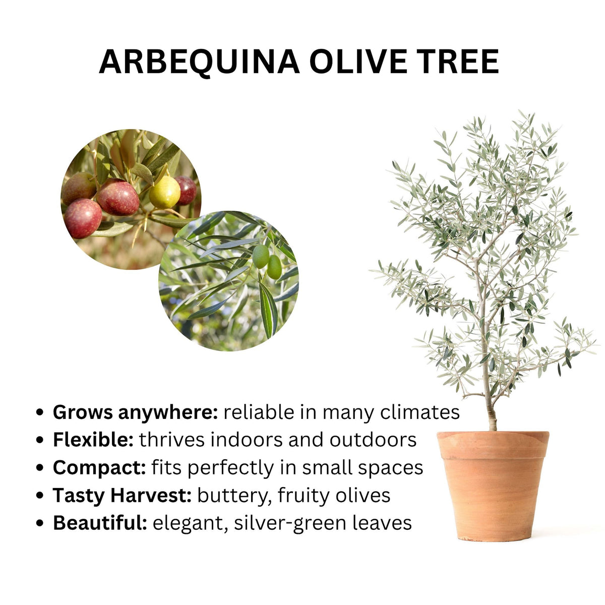 Arbequina Olive Tree