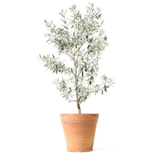 Arbequina Olive Tree