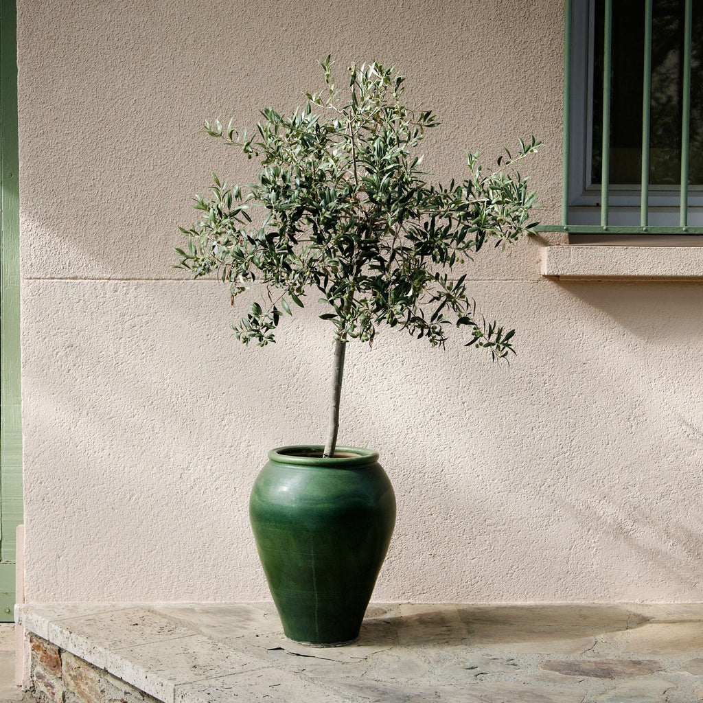 Arbequina Olive Tree